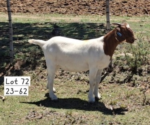 1X BOER GOAT DOE MARIAAN DU TOIT BOERBOKSTOET
