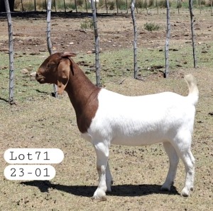 1X BOER GOAT DOE MARIAAN DU TOIT BOERBOKSTOET