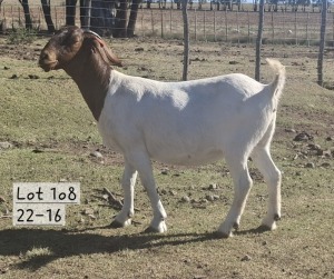 1X BOER GOAT DOE MARIAAN DU TOIT BOERBOKSTOET