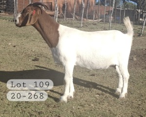 1X BOER GOAT DOE MARIAAN DU TOIT BOERBOKSTOET