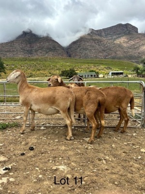 3X MEATMASTER EWE MEIRINGSPOORT MEATMASTERS