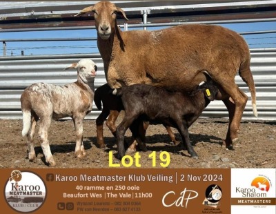 1+3X MEATMASTER EWE KAROO SHALOM MEATMASTERS