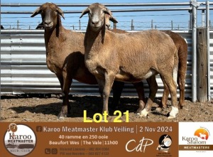 2+1X MEATMASTER EWE KAROO SHALOM MEATMASTERS