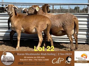 3+2X MEATMASTER EWE KAROO SHALOM MEATMASTERS