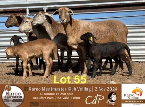 4+4X MEATMASTER EWE KAROO SHALOM MEATMASTERS