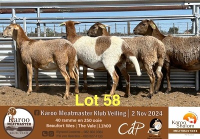 4X MEATMASTER EWE KAROO SHALOM MEATMASTERS