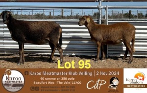 3 in 1X MEATMASTER EWE KAROO SHALOM MEATMASTERS