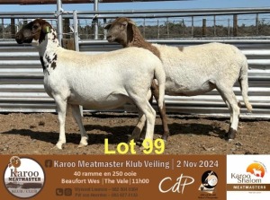 2+2X MEATMASTER EWE KAROO SHALOM MEATMASTERS