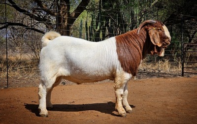 1X BOER GOAT BUCK WIANCKO BOERBOKSTOET