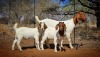 1X BOER GOAT DOE WIANCKO BOERBOKSTOET