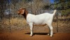 1X BOER GOAT DOE WIANCKO BOERBOKSTOET