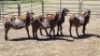 4X MEATMASTER RAM FANIE ROOTMAN