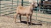 1X MEATMASTER RAM FANIE ROOTMAN