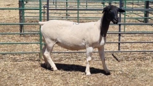 1X DORPER EWE TIERPOORT DORPERS