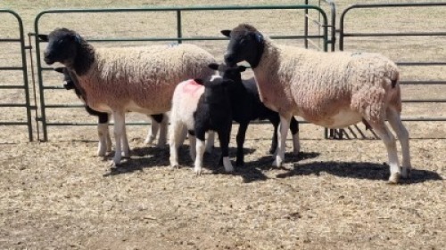 2+3X DORPER X EWE JAN VAN DE KEMP