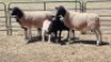 2+3X DORPER X EWE JAN VAN DE KEMP