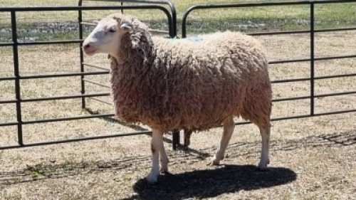 1X DORPER X EWE JAN VAN DE KEMP