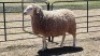 1X DORPER X EWE JAN VAN DE KEMP