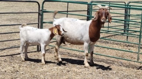 1+1X BOER GOAT DOE MAHLATSEMUNEI PROJECTS