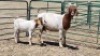 1+1X BOER GOAT DOE MAHLATSEMUNEI PROJECTS