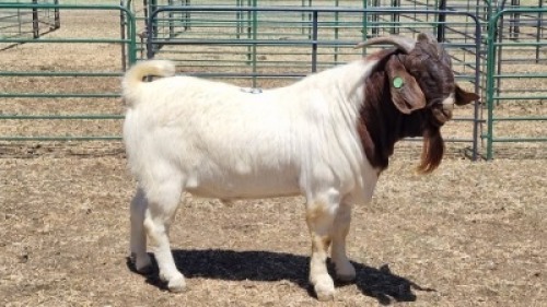 1X BOER GOAT BUCK ERIK MEYER