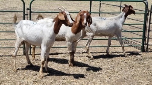3X BOER GOAT DOE MAHLATSEMUNEI PROJECTS