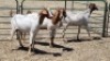 3X BOER GOAT DOE MAHLATSEMUNEI PROJECTS