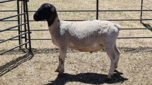 1X DORPER RAM MAHLATSEMUNEI PROJECTS