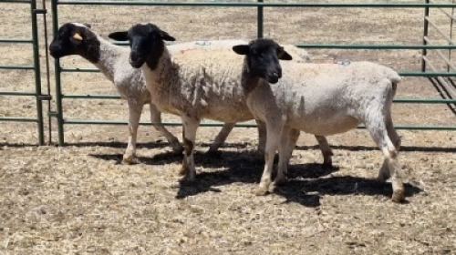 3X DORPER EWE MAHLATSEMUNEI PROJECTS