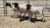 3X DORPER EWE MAHLATSEMUNEI PROJECTS