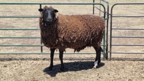 1X DORPER X EWE MICHELLE BURGESS