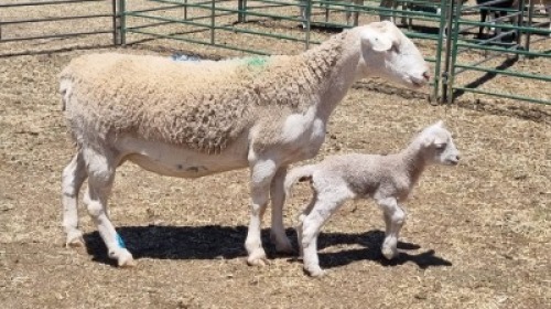 1+1X WHITE DORPER EWE MICHELLE BURGESS