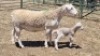 1+1X WHITE DORPER EWE MICHELLE BURGESS