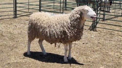 1X DORPER X EWE MICHELLE BURGESS