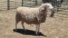 1X DORPER X EWE MICHELLE BURGESS