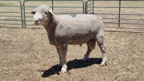 1X DROMER RAM MICHELLE BURGESS