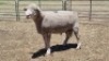 1X DROMER RAM MICHELLE BURGESS