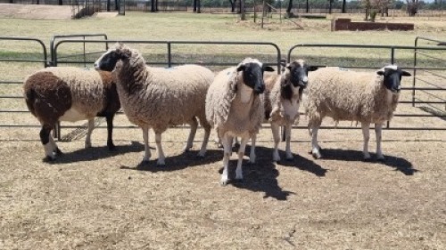 5X DORPER X EWE MICHELLE BURGESS