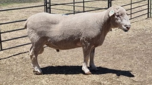 1X DORMER RAM MICHELLE BURGESS