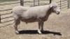 1X DORMER RAM MICHELLE BURGESS