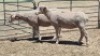 2X DORMER EWE MICHELLE BURGESS