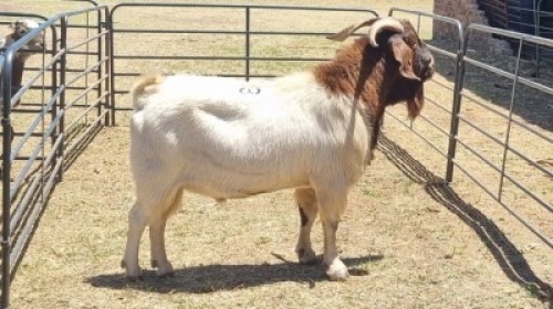 1X BOER GOAT BUCK MICHELLE BURGESS