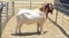 1X BOER GOAT BUCK MICHELLE BURGESS