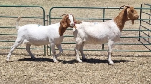 2X BOER GOAT DOE MICHELLE BURGESS