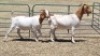 2X BOER GOAT DOE MICHELLE BURGESS
