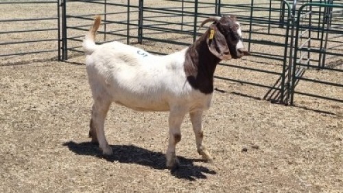 1X BOER GOAT DOE MADEVU FARMING