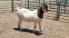 1X BOER GOAT DOE MADEVU FARMING