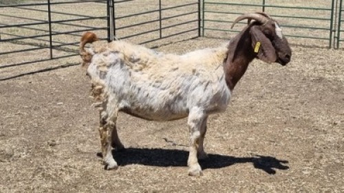1X BOER GOAT DOE MADEVU FARMING