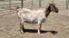1X BOER GOAT DOE MADEVU FARMING