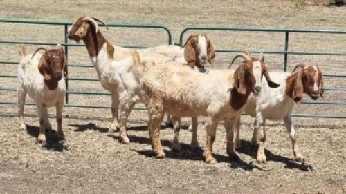 5X BOER GOAT DOE MADEVU FARMING